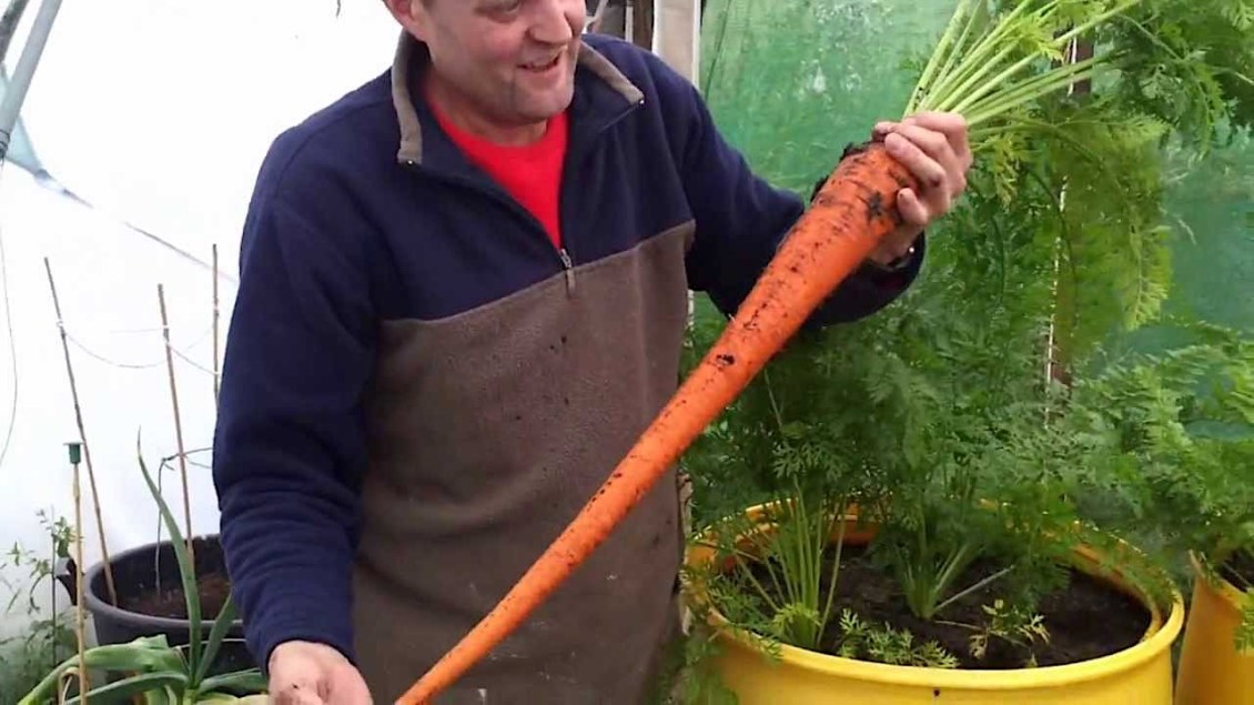 Enormous Carrot Dan Dirt Barrel