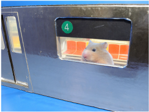 Hamster Rides Subway