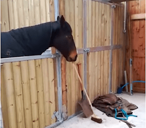Horse Sweeps Up Stable