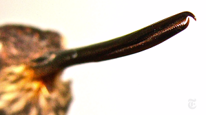 How These Hummingbirds Turned Their Beaks Into Swords