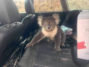 Koala in Car Australian Vintner