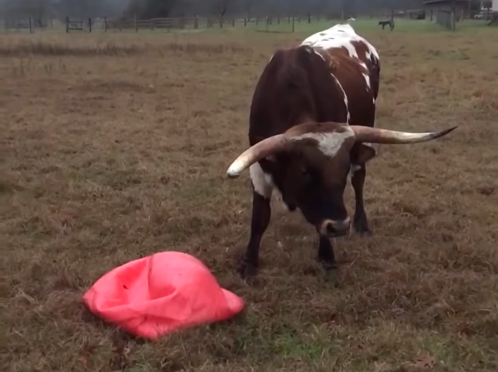 Long-Horned-Bull-Deflates-Yoga-Ball-on-B