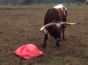 Long Horned Bull Deflates Yoga Ball on Barbed Wire Fence