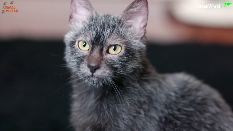 Lykoi Cat