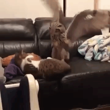 Owl Kicks Cat Off Couch