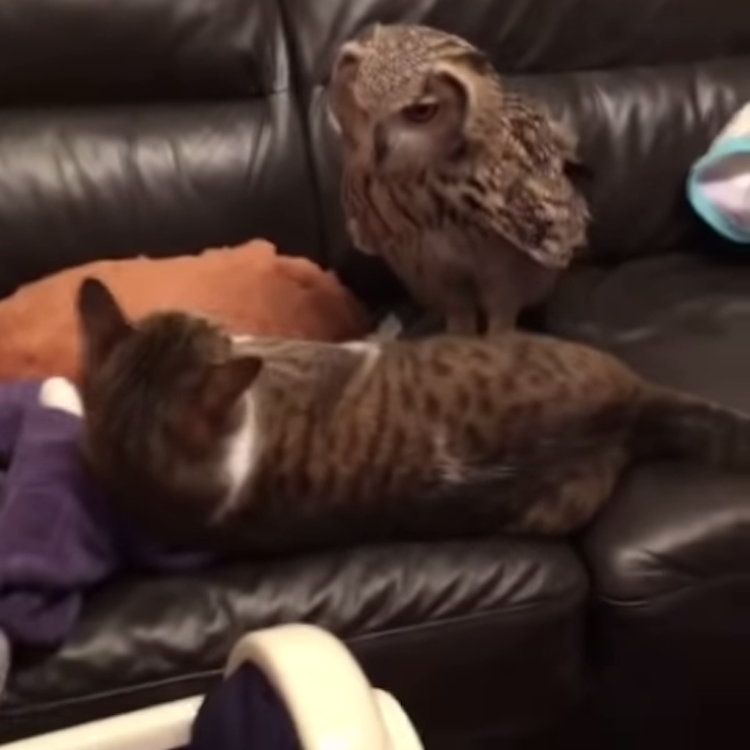 Owl-Kicks-Cat-Off-Couch.png