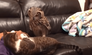 Owl Kicks Catt Off Couch