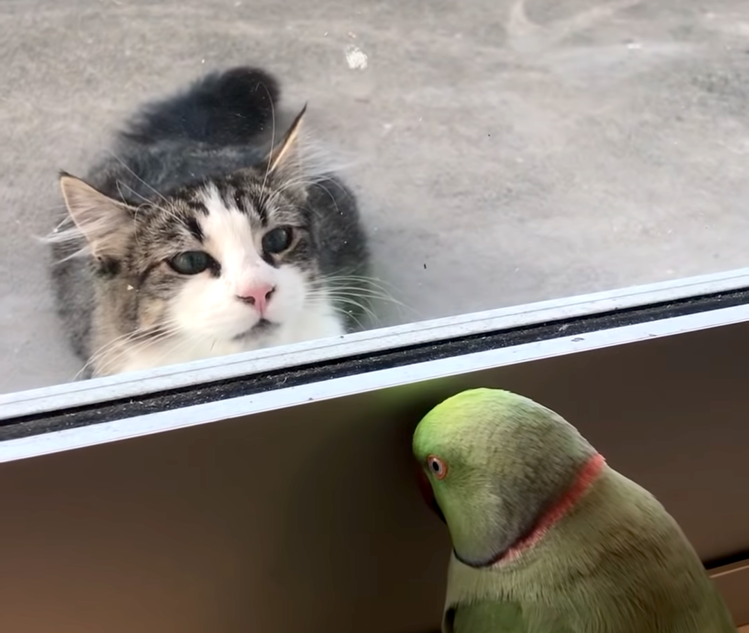Parrot Plays Peek-a-Boo Cat