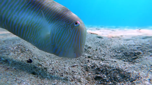 Razorfish Dives for Cover in Sandy Seafloor