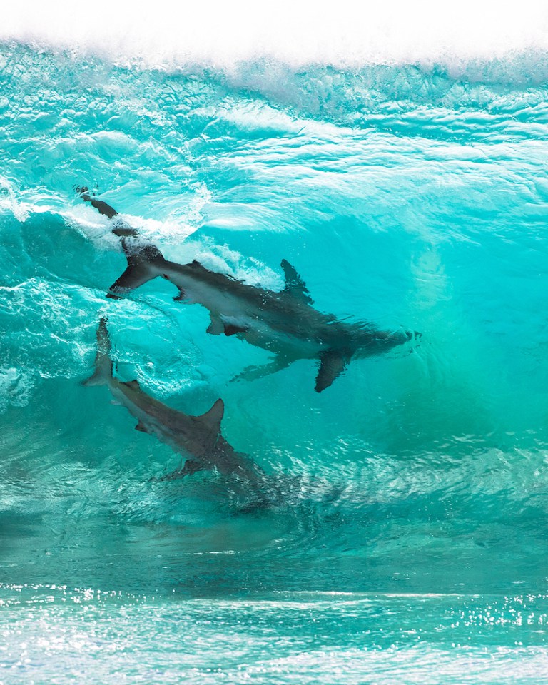 Sharks Riding Wave