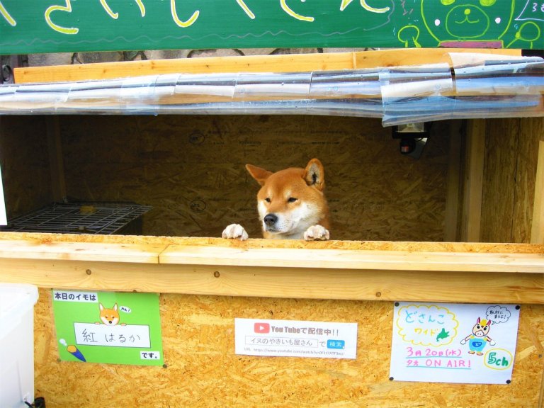 Shiba Inu Sweet Potato Stand