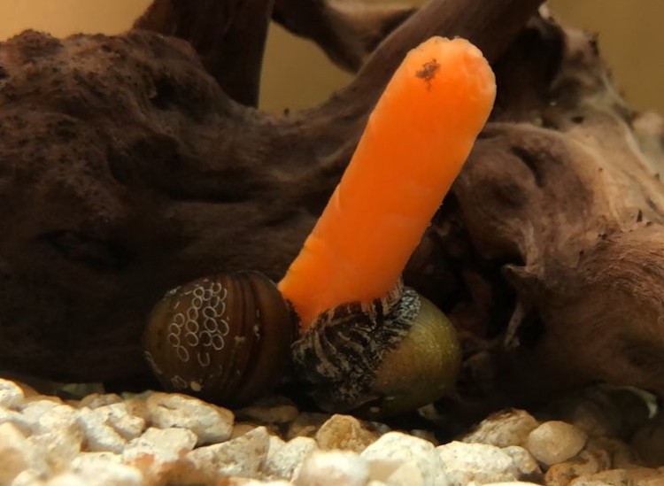 Snail-Sisters-Share-Playing-With-Carrot-