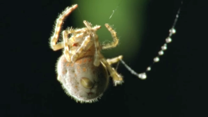 The Bolas Spider