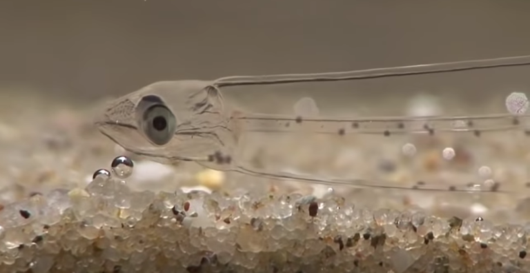 Transparent Fish (Leptocephalus)