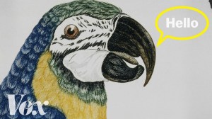 Why Parrots Can Mimic Humans