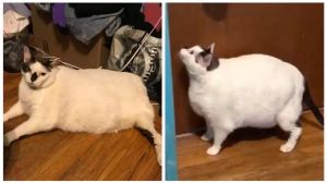 Barsik Obese Cat