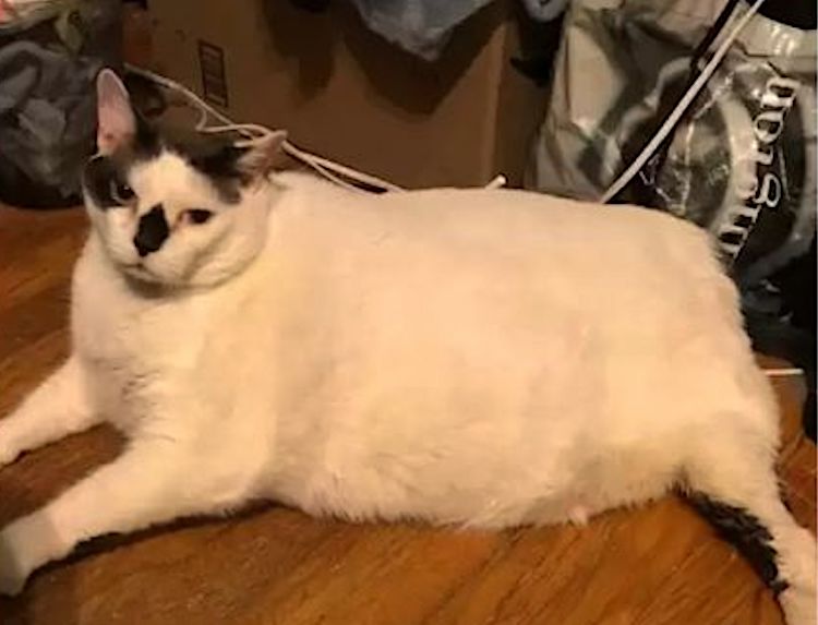 An Extremely Obese Cat Looking For Permanent Home With Loving Humans