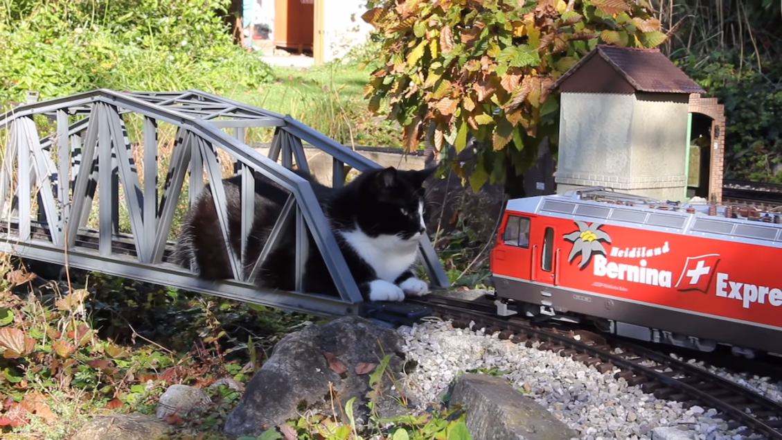 Cat vs Garden Train