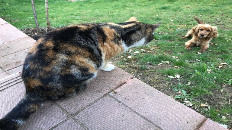 Cats Defend Human's House From Neighbors Dog