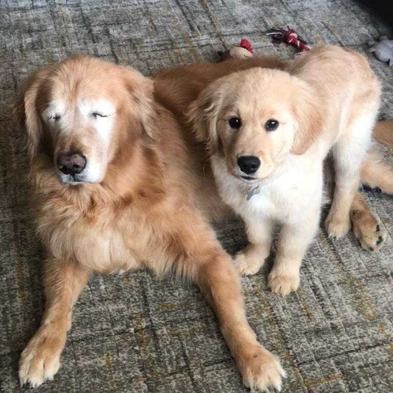 Charlie and Maverick Seeing Eye Dog