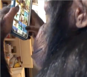 Chimpanzee Scrolls Through Instagram