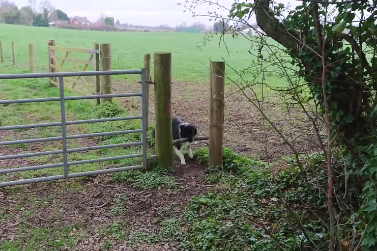 Dog with a Stick is Stuck