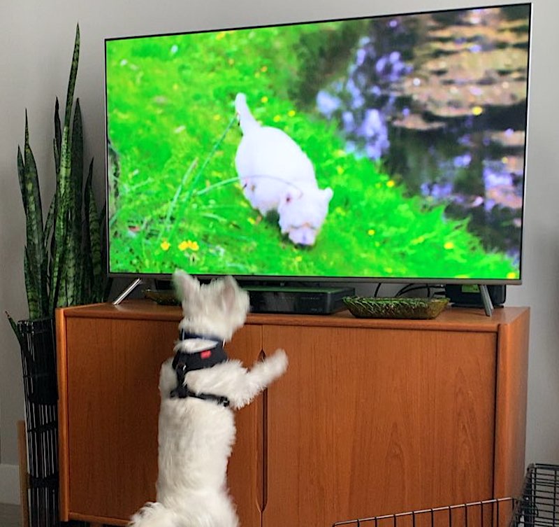 Excited Westie Puppy Sees Another on TV