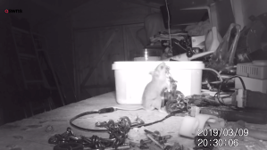 Industrious Mouse Tidies Up Tool Shed