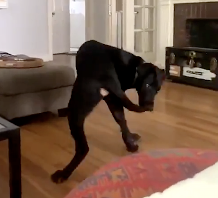 Max Dog Catches Tail