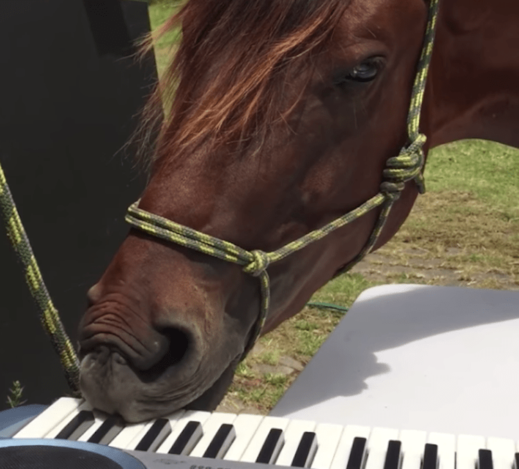 Murphy Horse Plays Piano