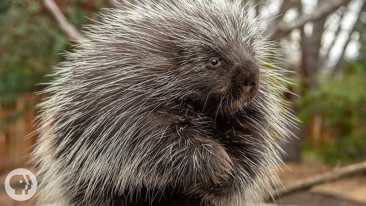 How a Porcupine s Razor Sharp Quills Are Helping Doctors 