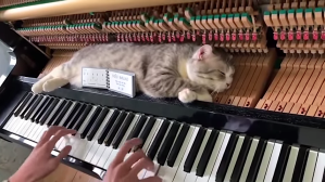 Sleeping Cat Unbothered by Piano Hammers During Ragtime Song