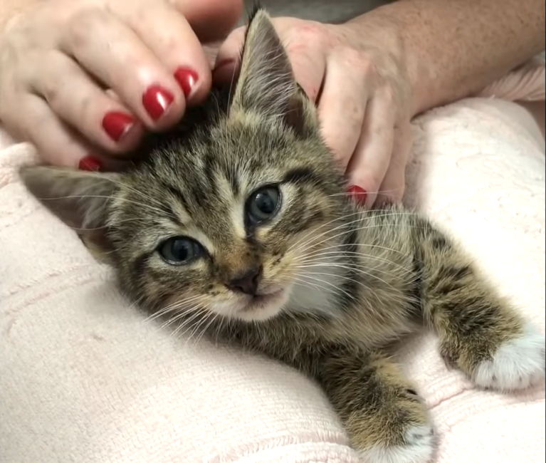 Socializing a Feral Kitten