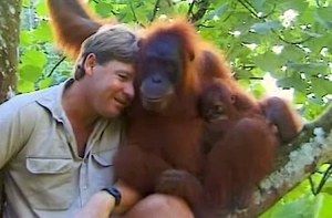 Steve Irwin Orangutan Mum and Baby
