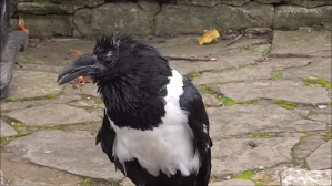 Vocal Pied Crow Are You Alright