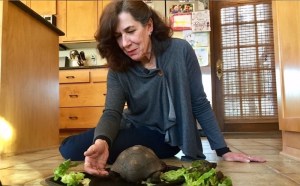 Woman Pet Tortoise 1962 56 Years