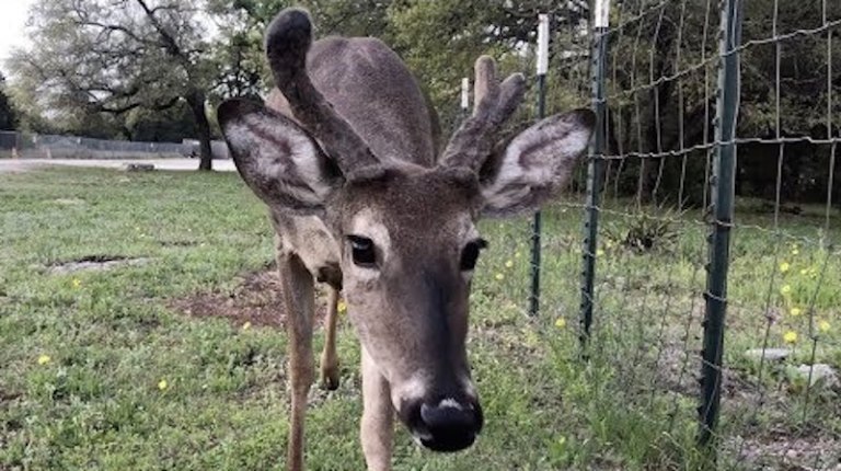 Woman Reunites With Pet Deer