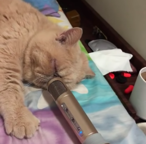 Amplified Snoring Cat