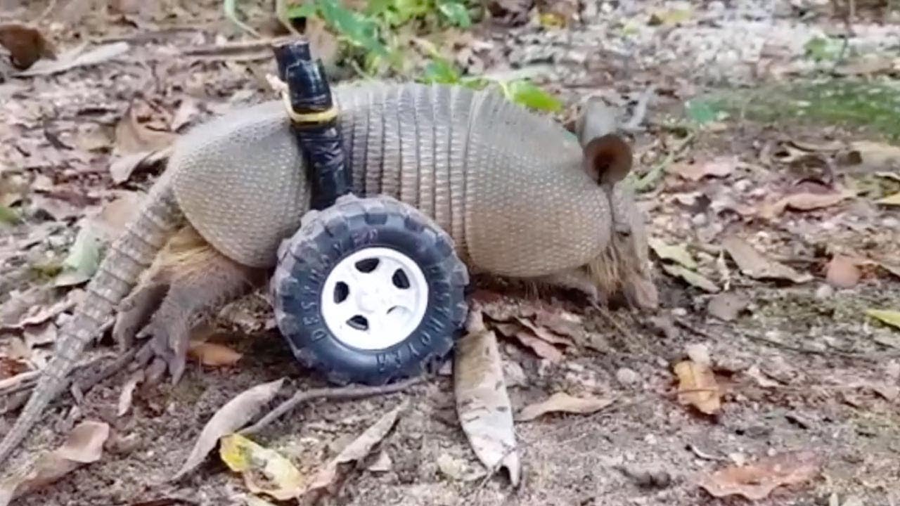 Armadillo-Wheelchair.jpg