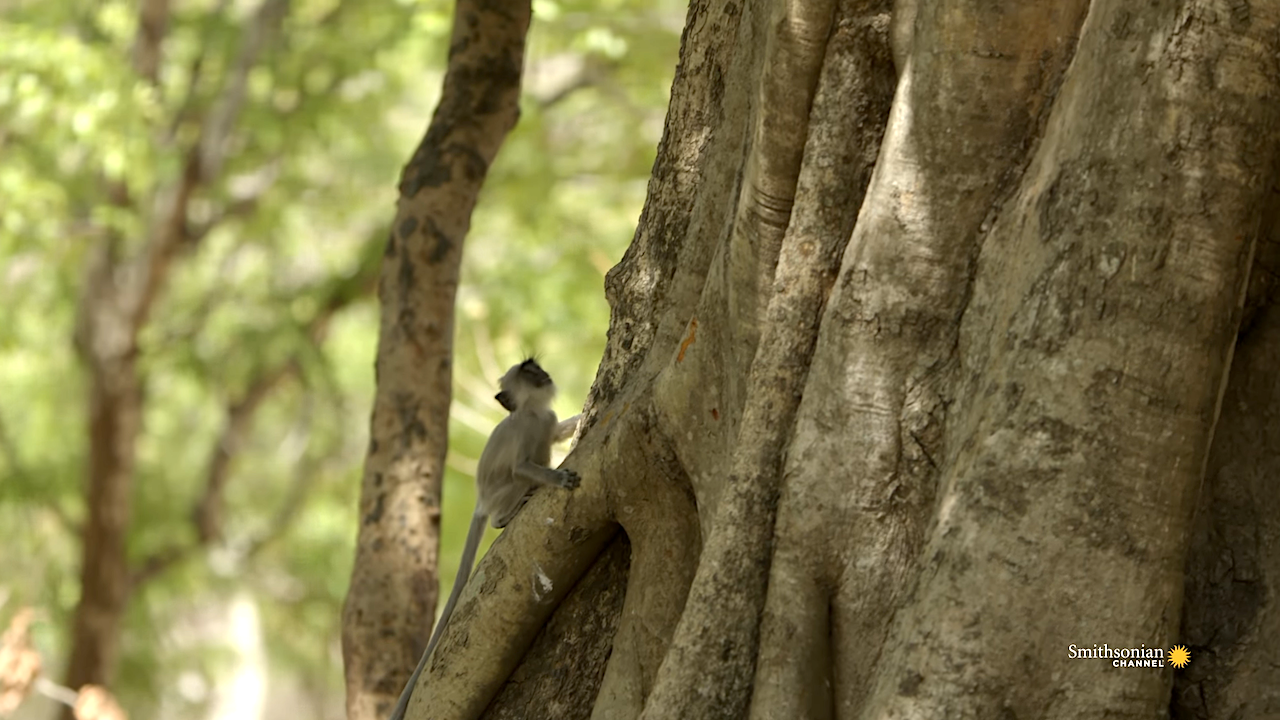 Baby-Monkey-Figures-Out-How-to-Climb-a-F