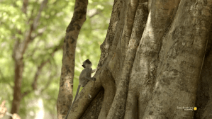 Baby Monkey Figures Out How to Climb a Fig Tree