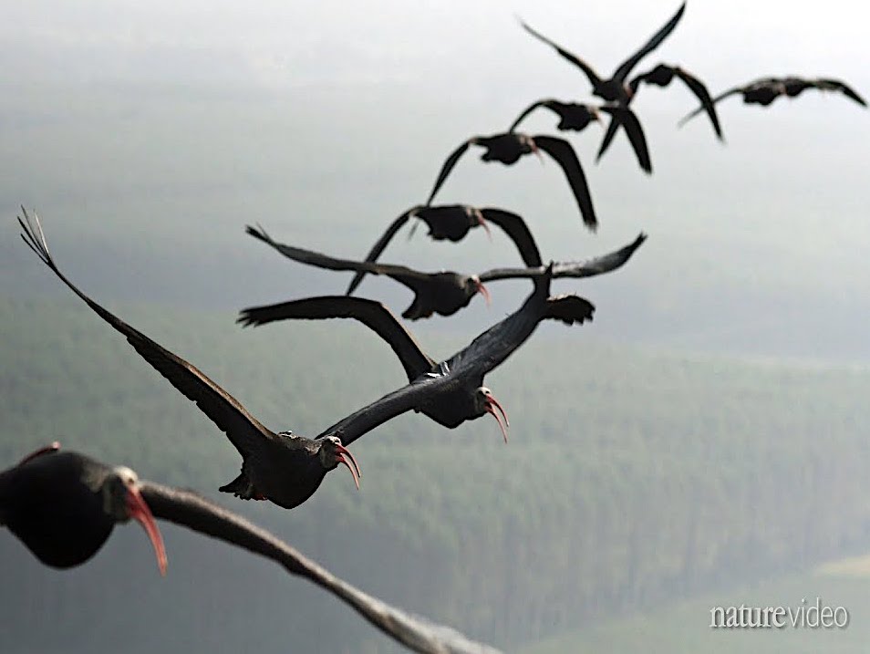 Birds-Flying-in-V-Formation.jpg