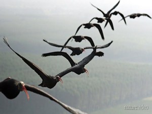 Birds Flying in V Formation