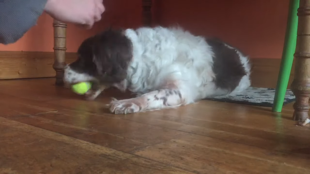 Blind-and-Deaf-Three-Legged-Dog-Plays-Fe