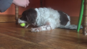 Blind and Deaf Three-Legged Dog Plays Fetch