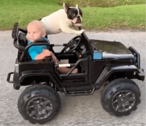 Boy and Dog Riding Around in a Jeep