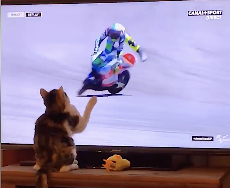 Calico Cat Knocks Motorcyclist off bike