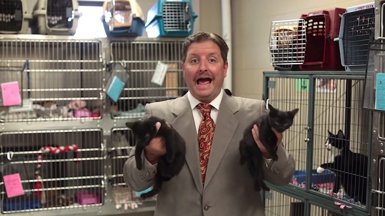 Cat Adoption Salesman