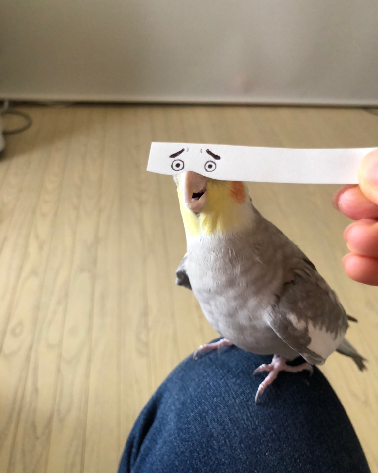 Cockatiel Mask