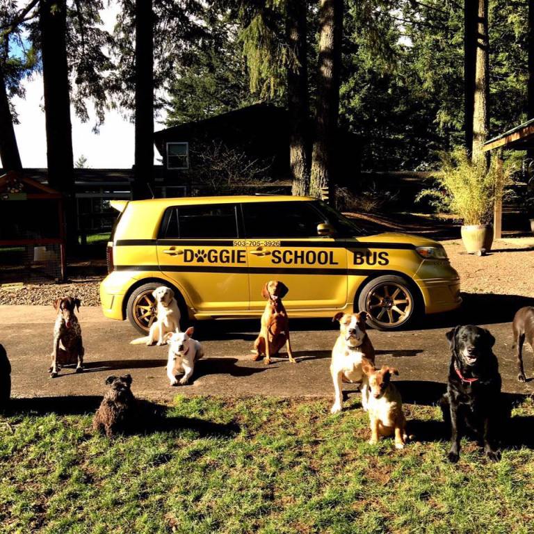 Doggie School Bus